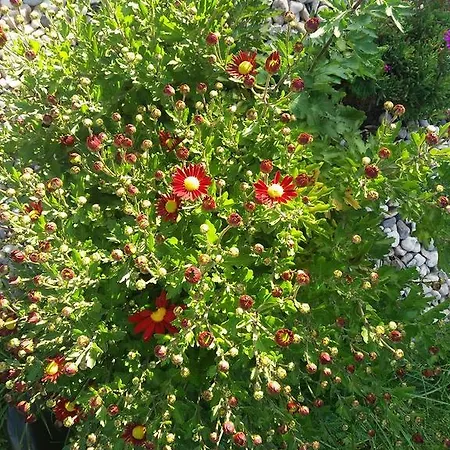 Apartamento Rokycanska *